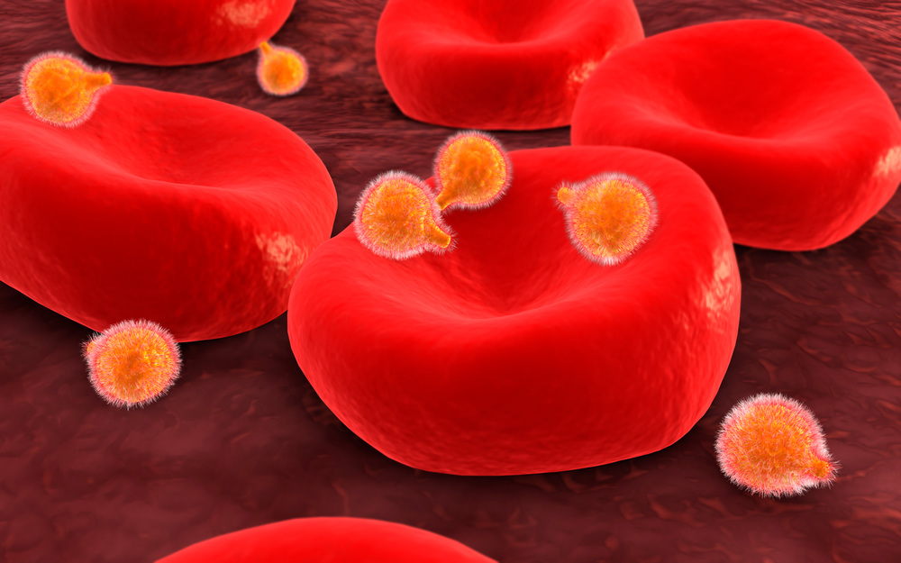 Conceptual image of malaria parasites within red blood cells. AKG4521334 © akg-images / Stocktrek Images