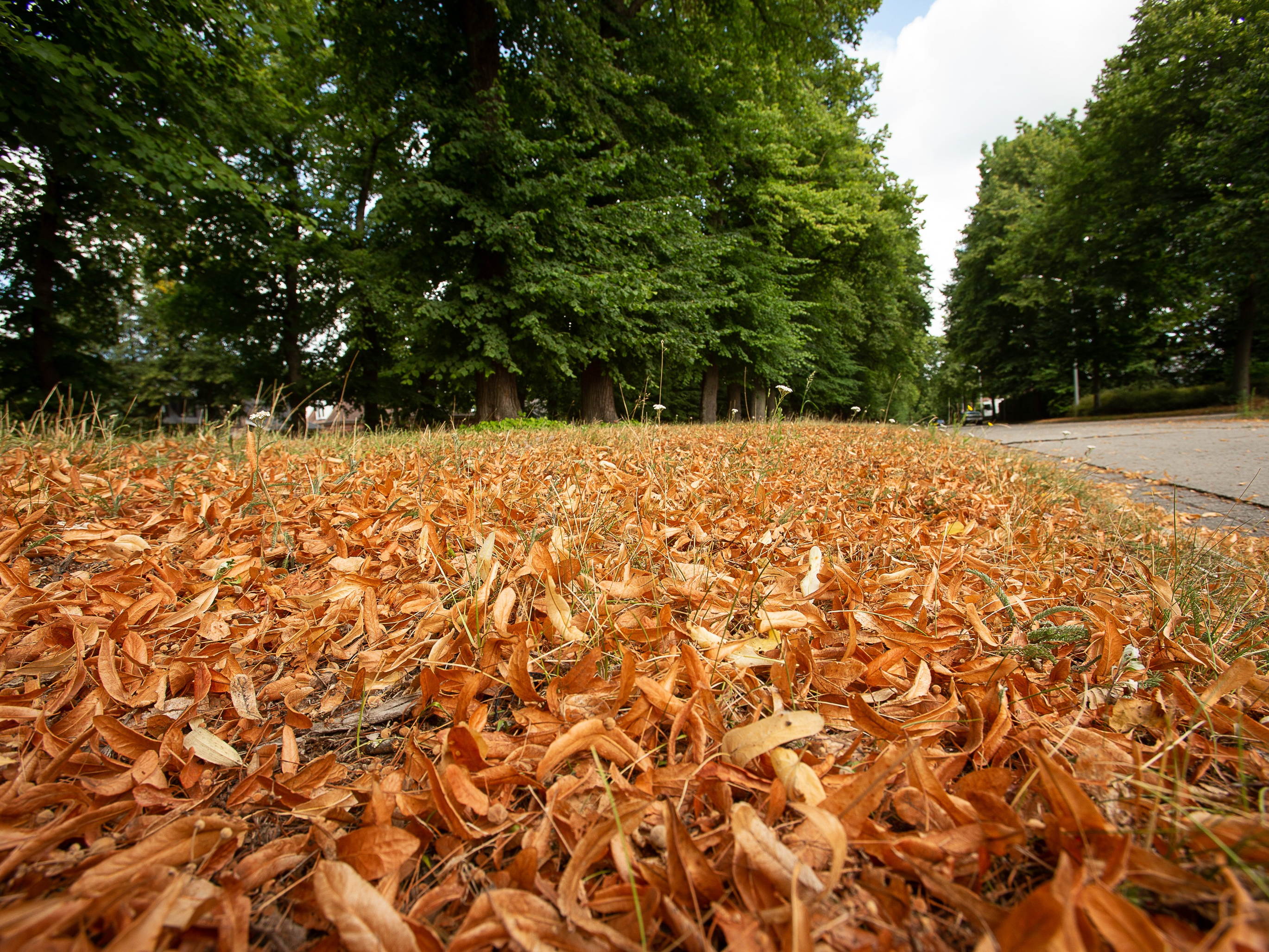 Trees are losing leaves earlier due to drought stress