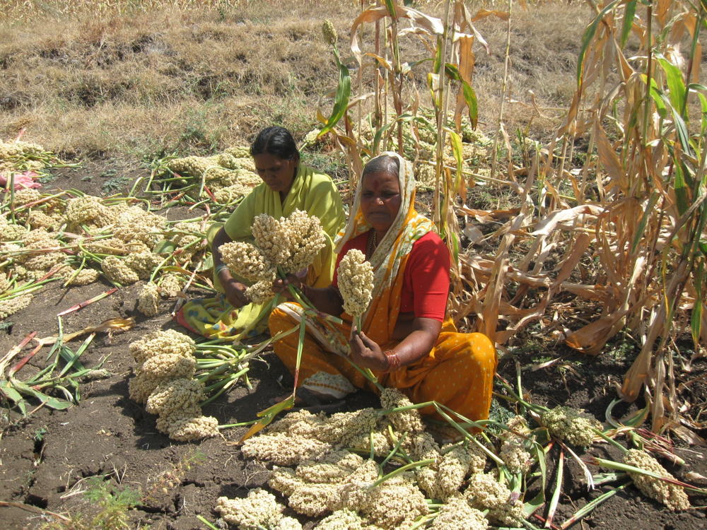 Women farmers sorting the best panicles for planting in next season