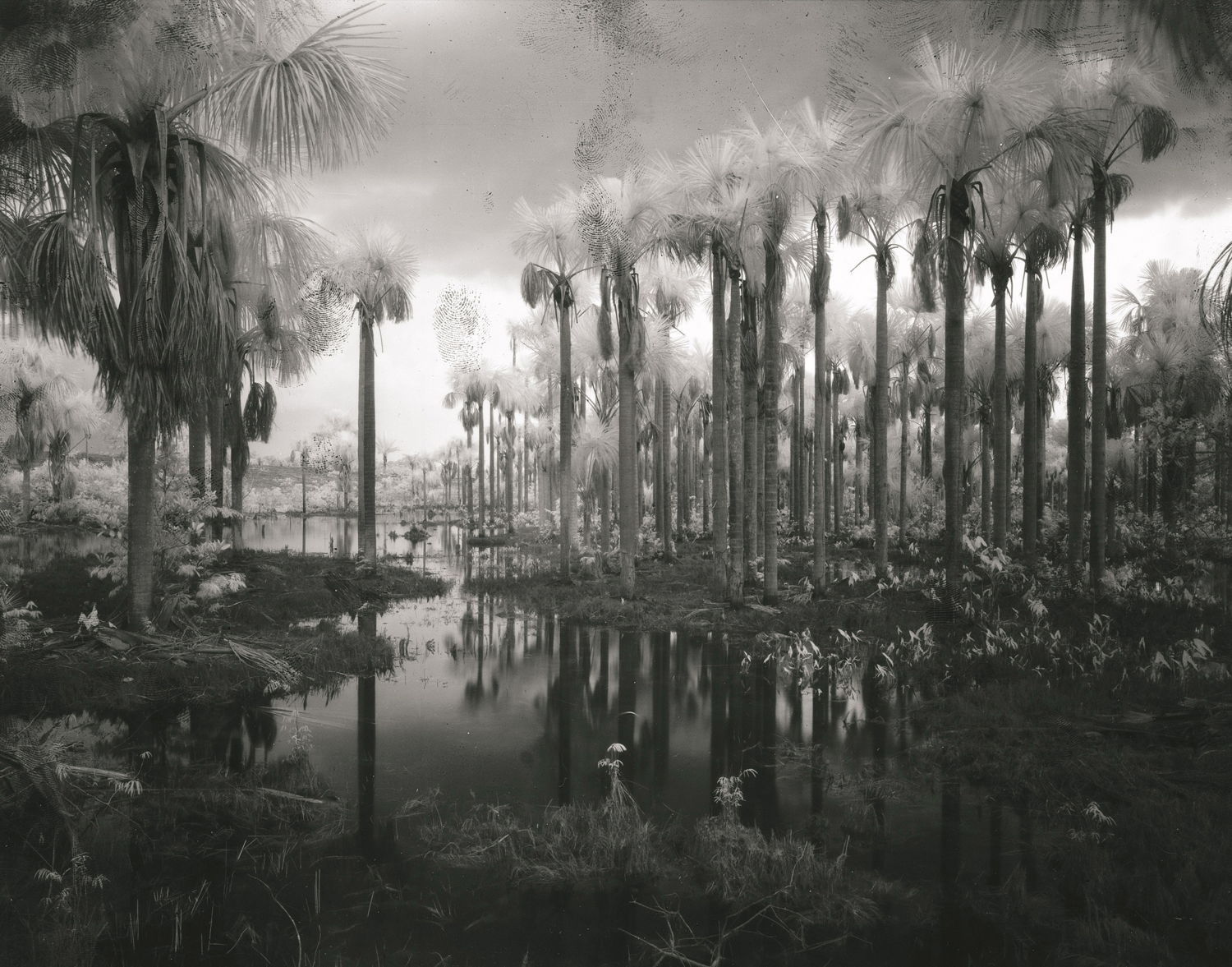 Richard Mosse, Domesticated Palms, Amazonas, 2020. Courtesy of the artist and Jack  Shainman Gallery, New York.