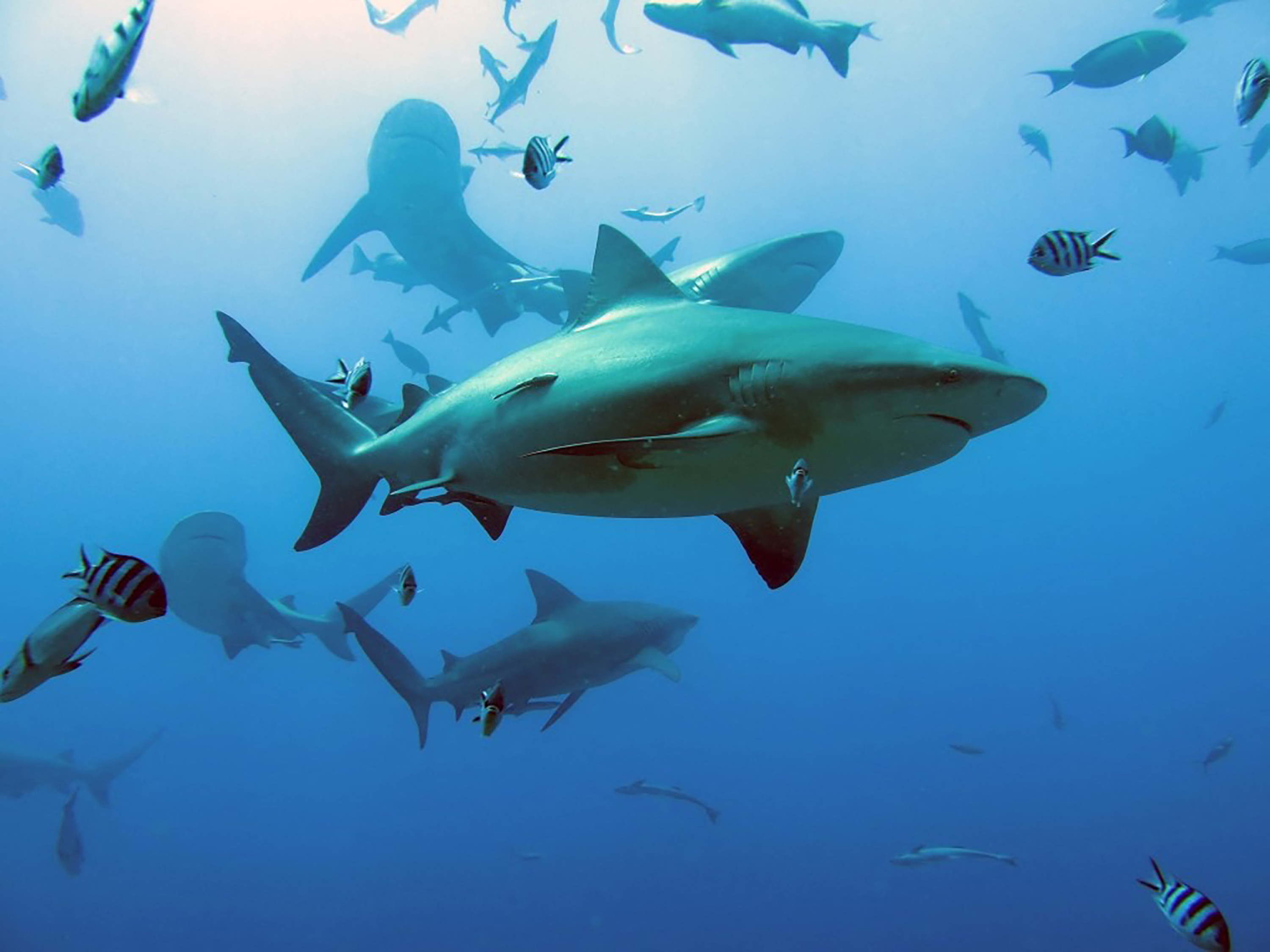 Belgium sets ocean agenda as global report highlights alarming trends ahead of UNOC3