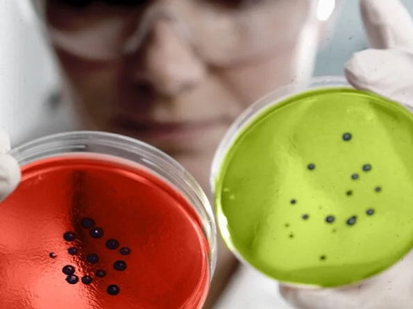 Belgian researchers find a crack in the wall of WHO’s top priority pathogens 