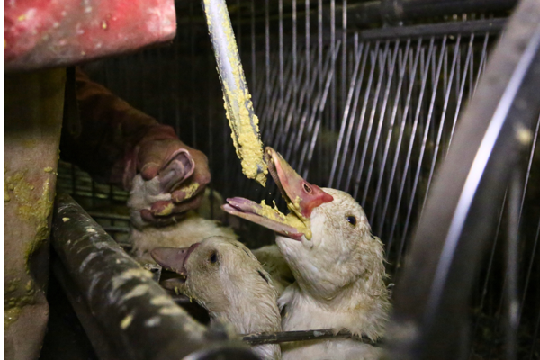 Dwangvoederen voor de productie van foie gras: GAIA daagt laks Waals Gewest voor de rechtbank