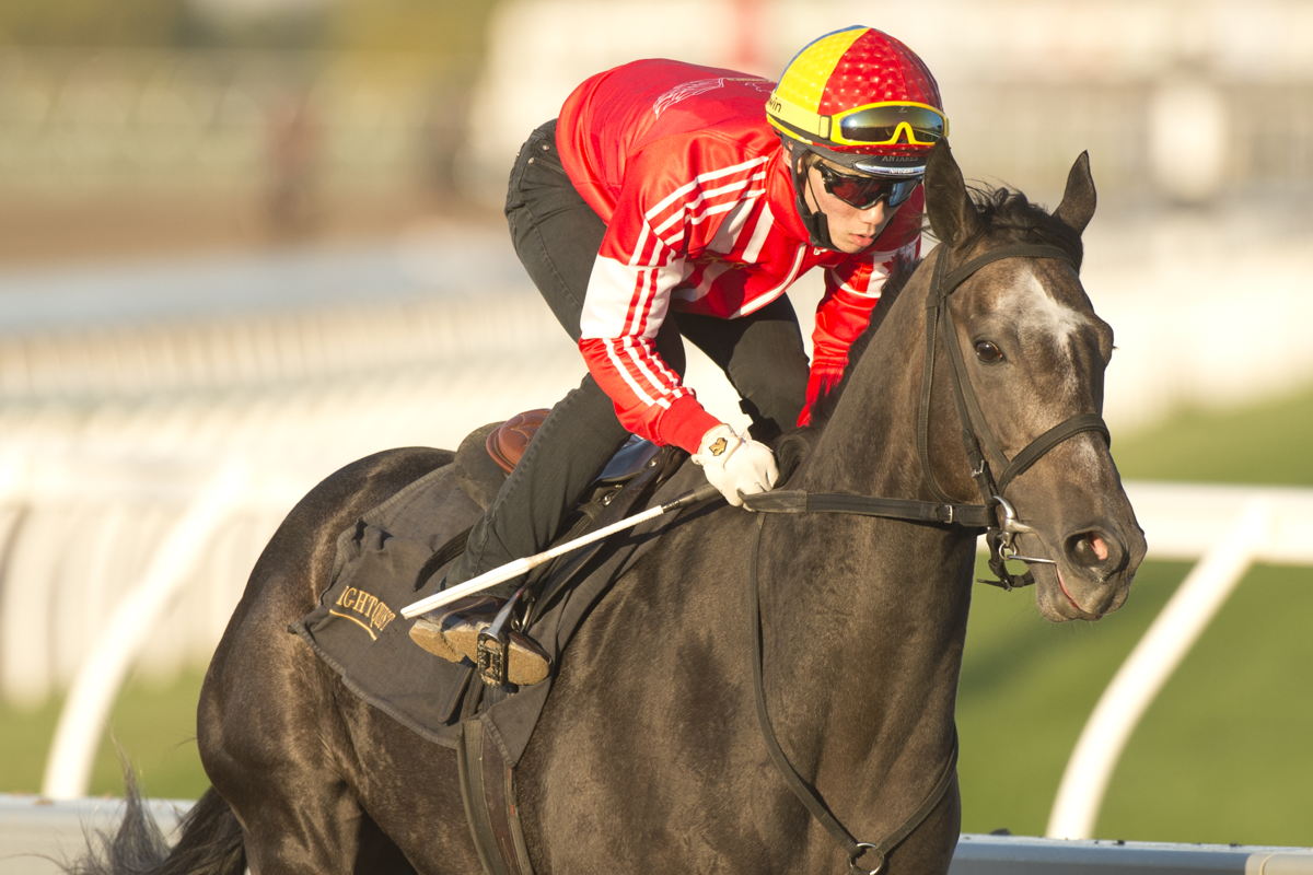 Told It All works ahead of the 2020 edition of the Breeders Stakes at Woodbine. (Michael Burns Photo)