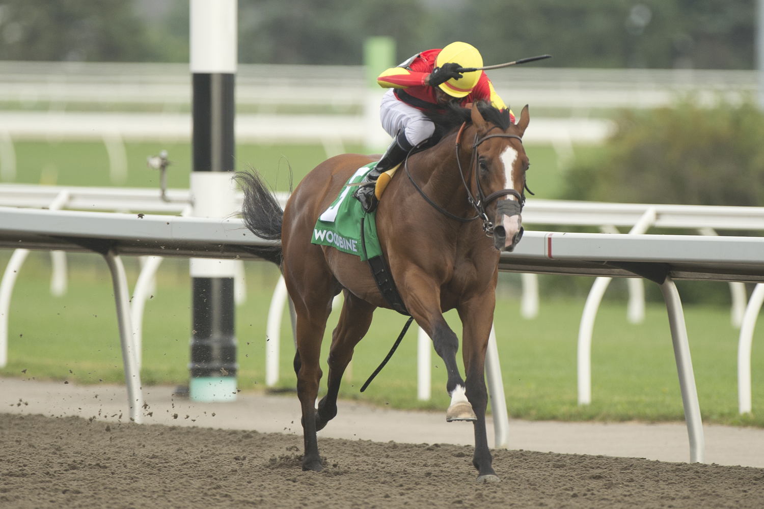 Essex Serpent and jockey Patrick Husbands winning the HPIbet Marine Stakes (G3) on June 29, 2023 (Michael Burns Photo)