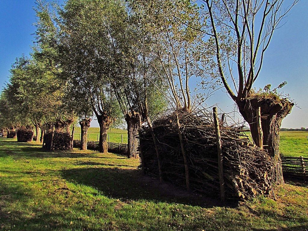 Knotrij naast wandelweg