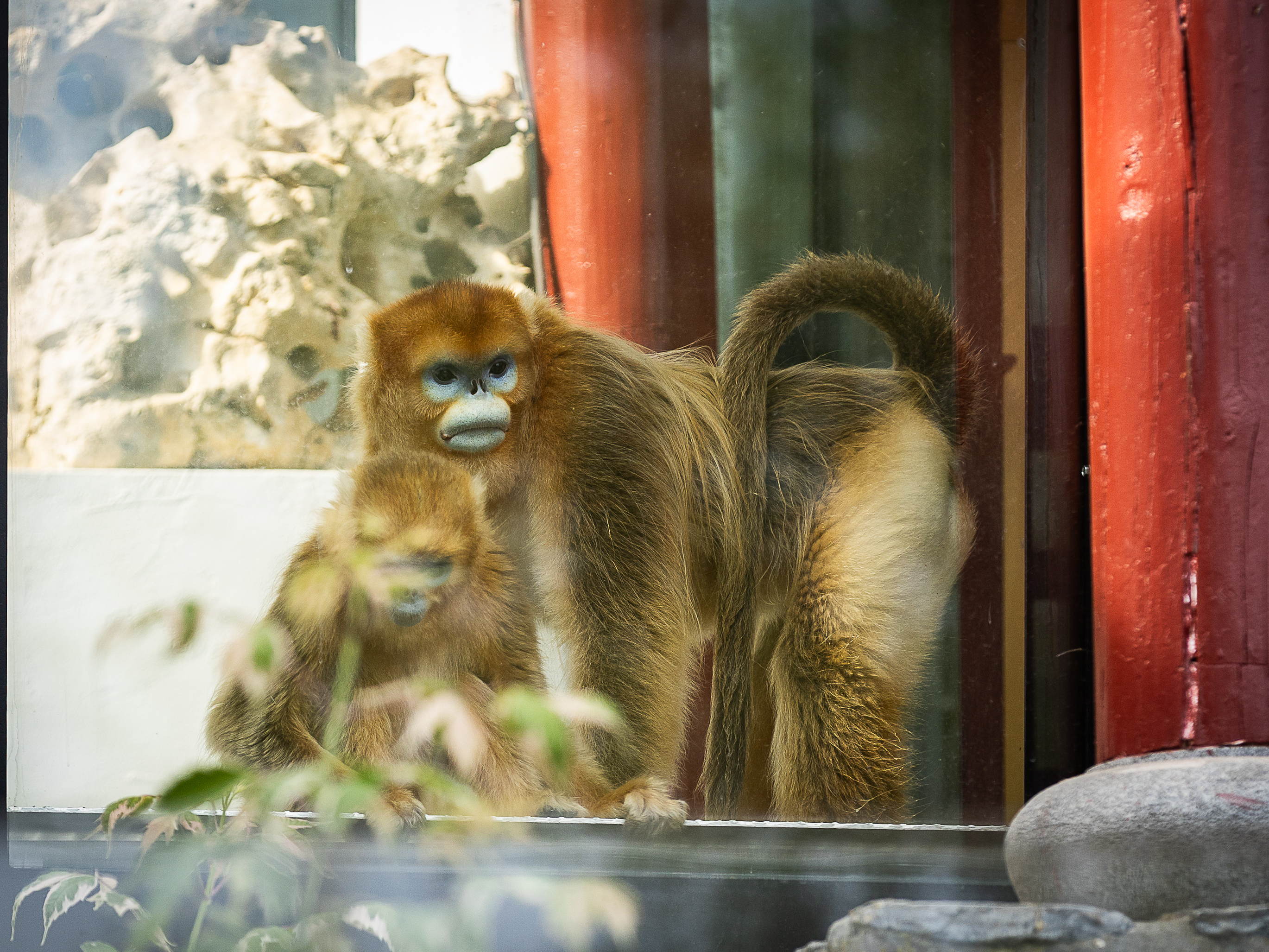 Pairi Daiza becomes first European zoo to house Qinling golden snub-nosed monkey