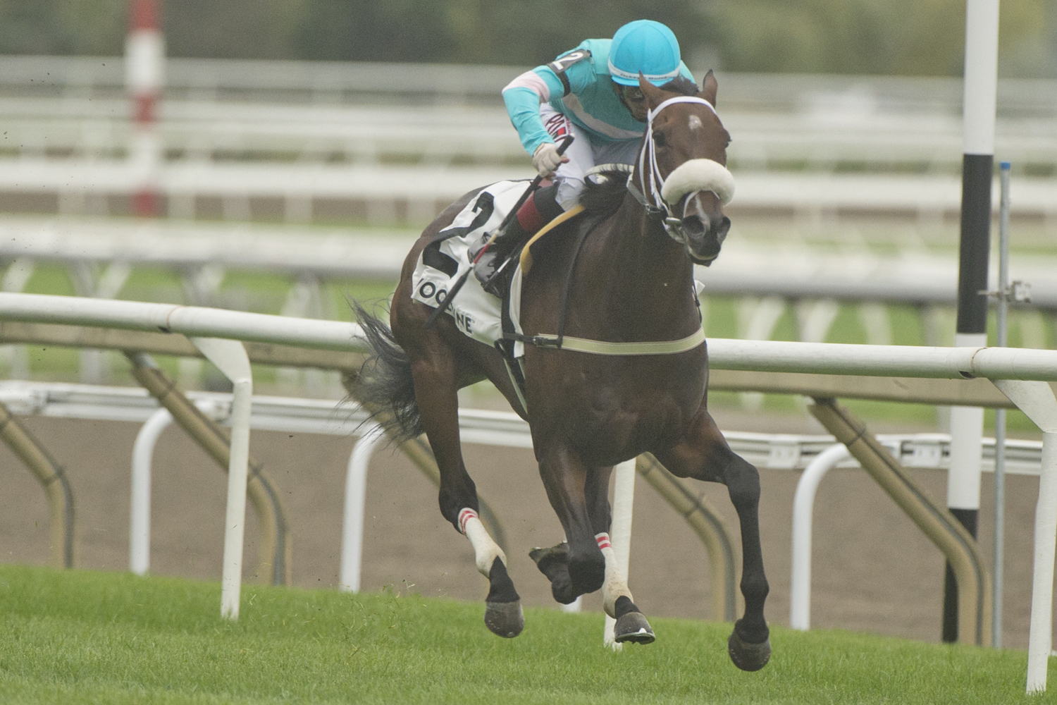 Moira and jockey Rafael Hernandez winning the Canadian Stakes on September 9, 2023 at Woodbine (Michael Burns Photo)