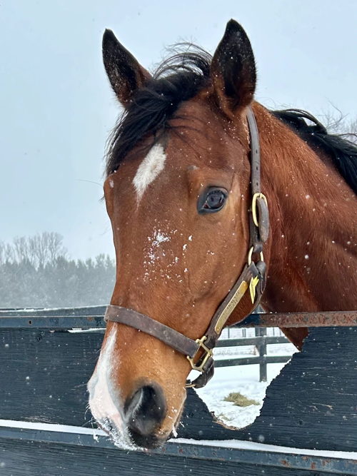 Belentime at LongRun 