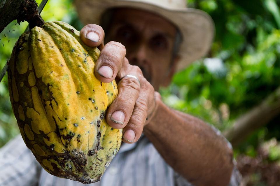 Cocoa plantation