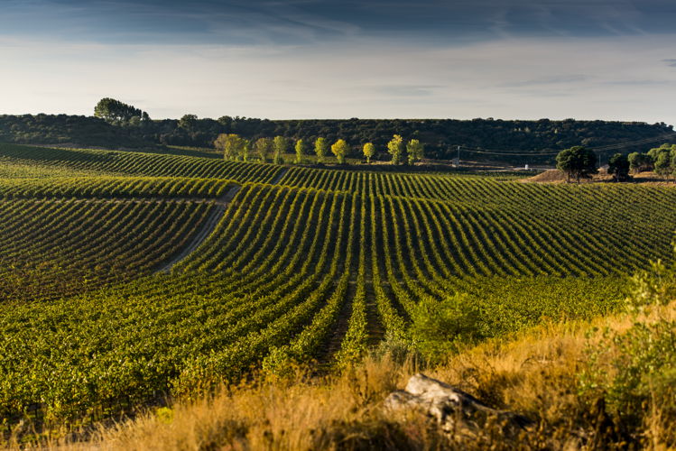 Codorníu winery (11)