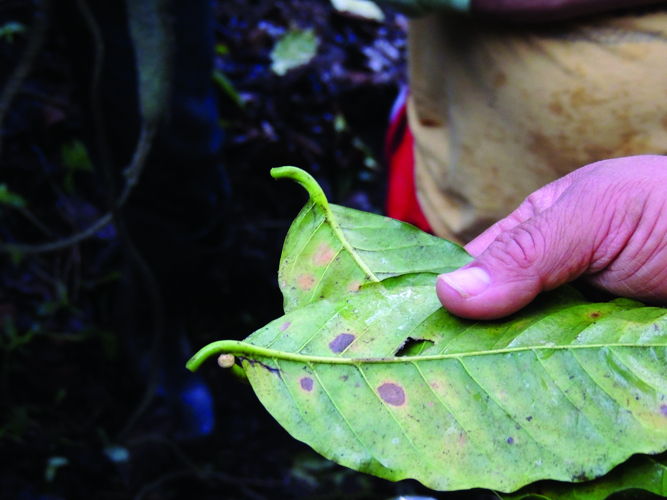 Leaf rust caused by a fungus attacks mature, highly productive coffee trees.