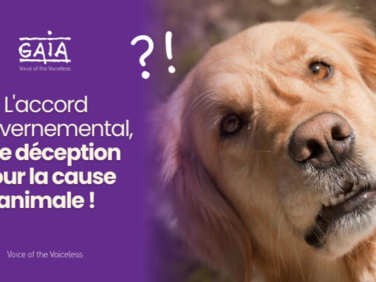 Le bien-être animal, grand absent de l’accord du gouvernement