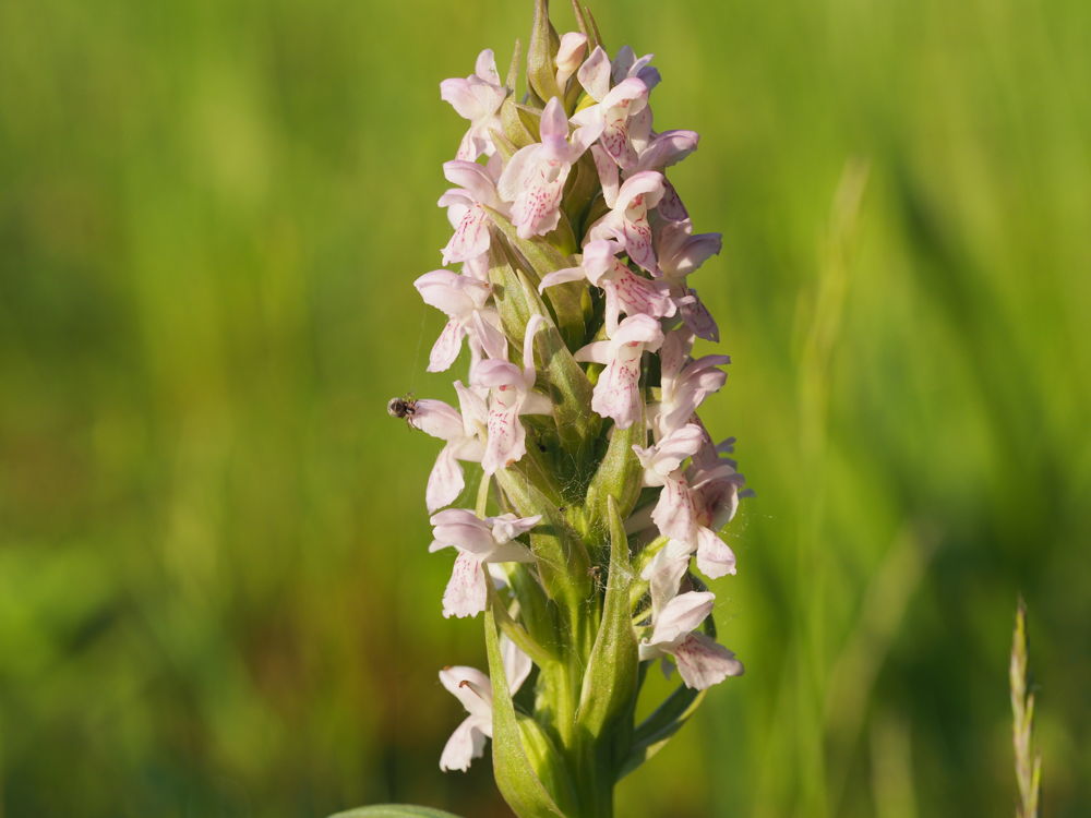 Vleeskleurige orchis