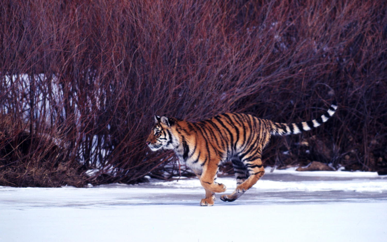 © Klein & Hubert / WWF