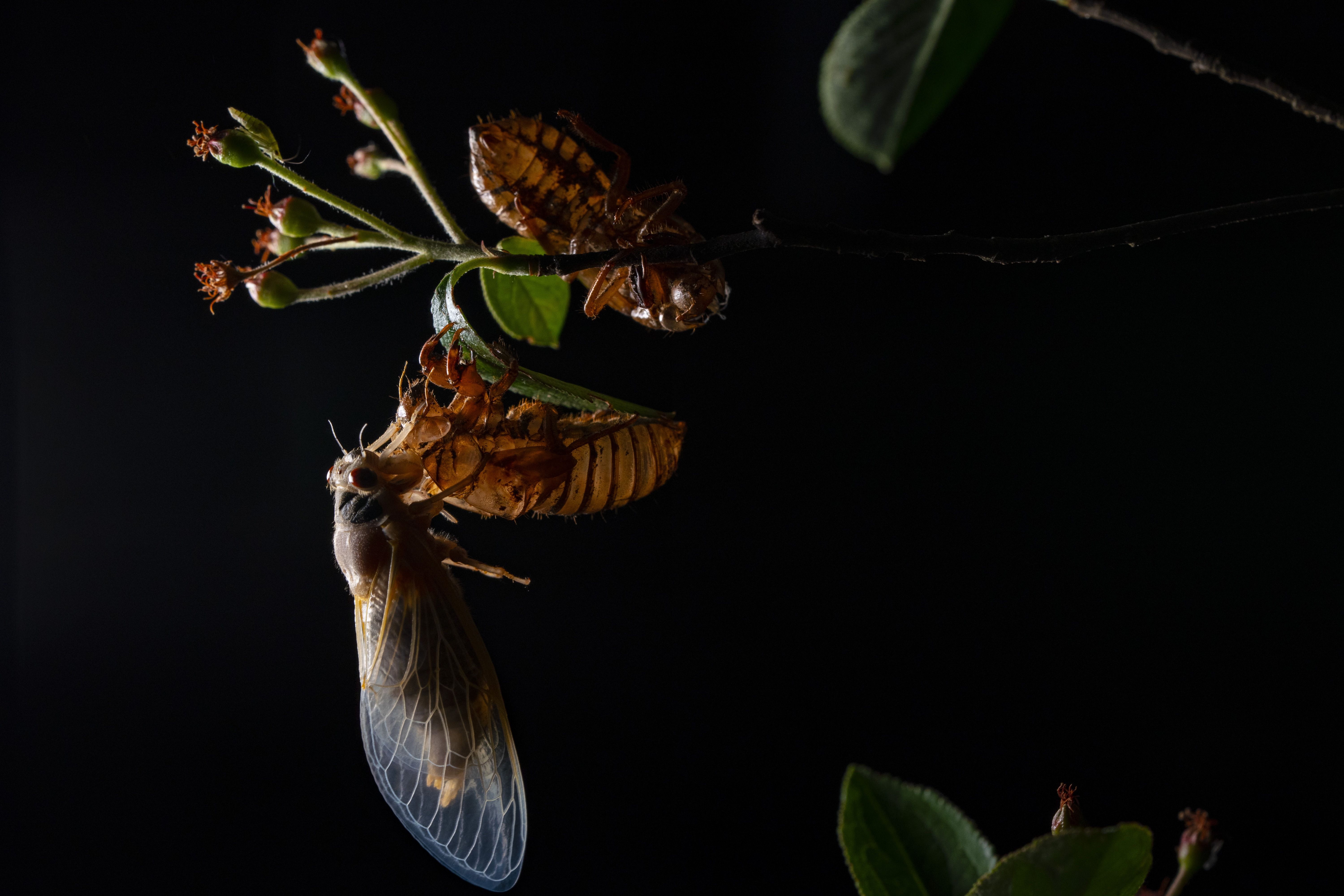 Jessica Koscielniak / USA TODAY; Alpha 9 II, FE 90mm F2.8 Macro G OSS, 1/80, f/9, ISO 800; A periodical cicada clings to its shell on the side of a tree on May 17, 2021 in Takoma Park, MD.