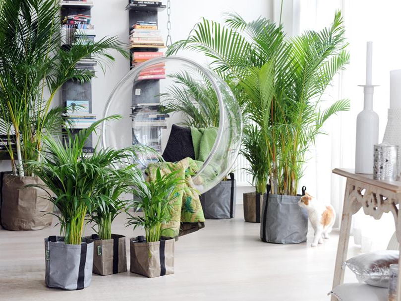 Bio-Planet encore plus vert avec son nouvel assortiment de plantes durables !