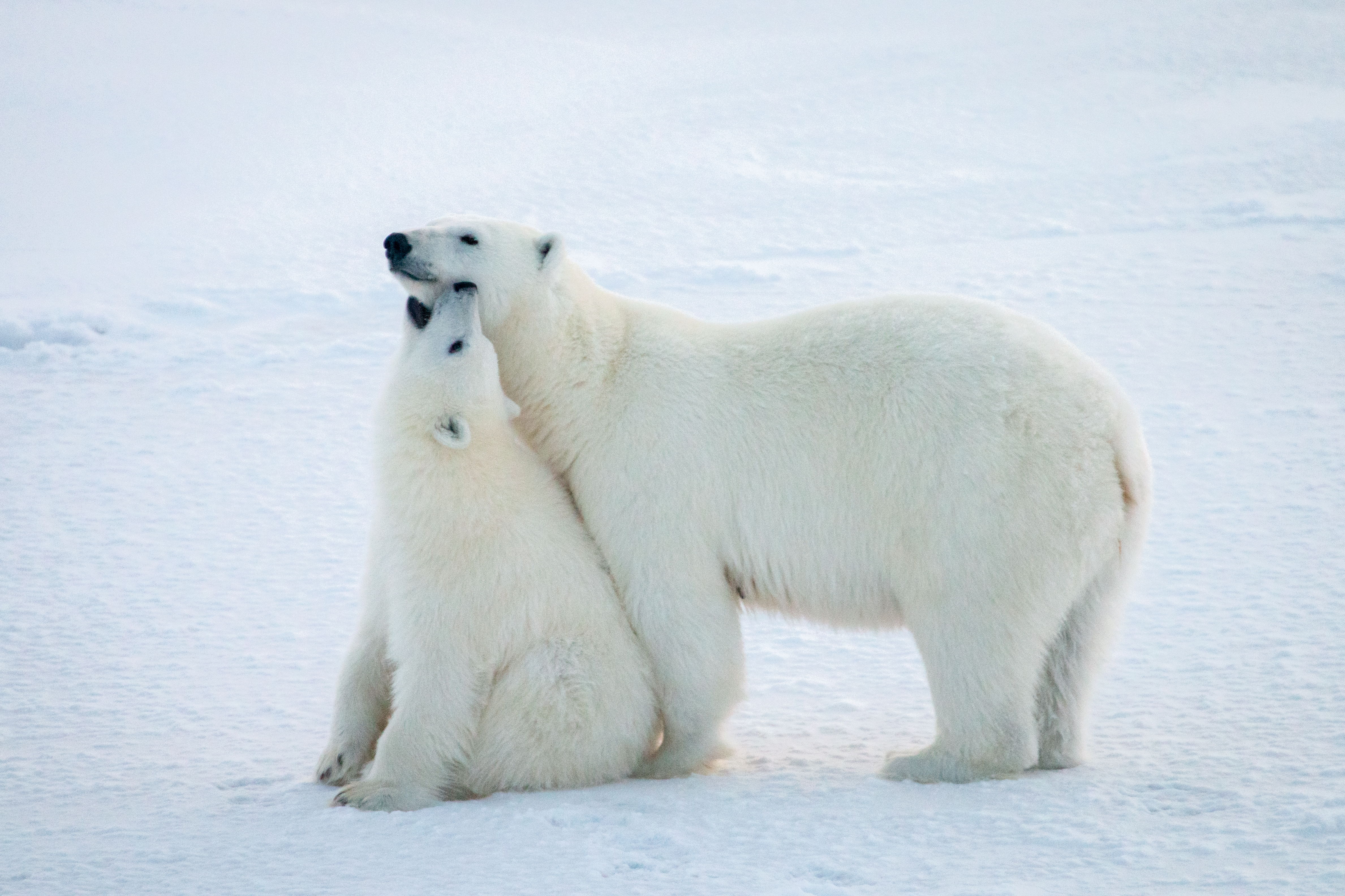 Friederike Krüger’s students were most interested in polar bears ​
​
(© Jan Rohde)