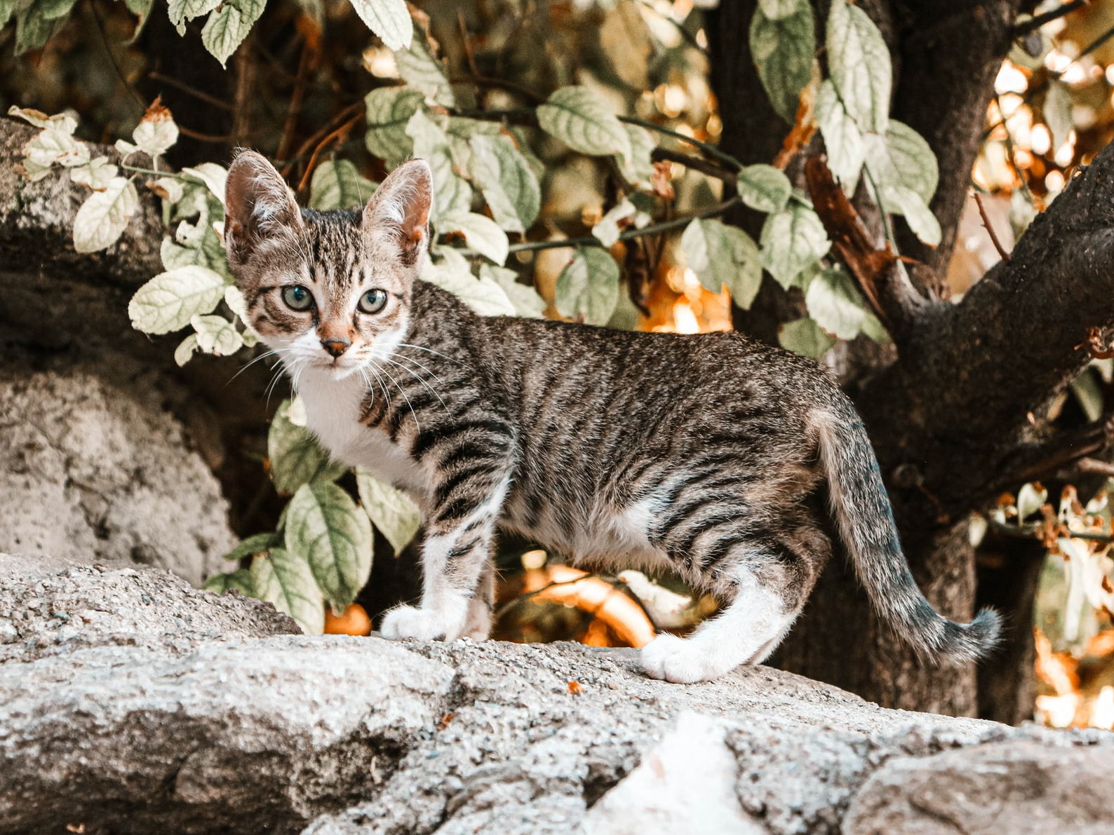 I listened to animals’ hearts to reveal their hidden emotional worlds