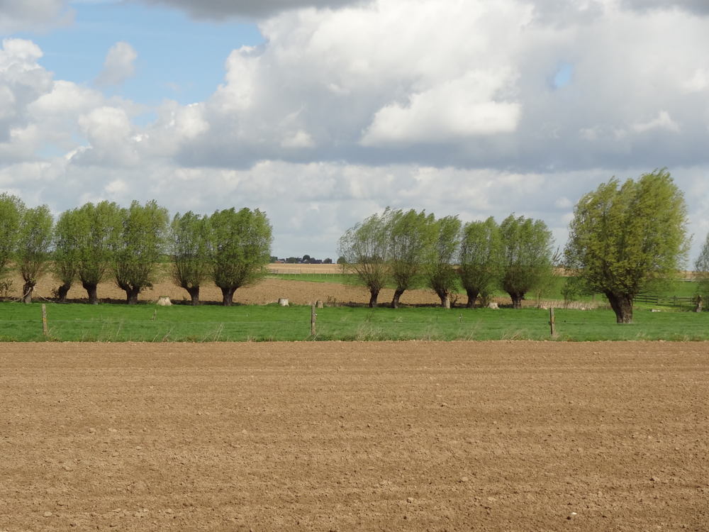 knotbomenrij