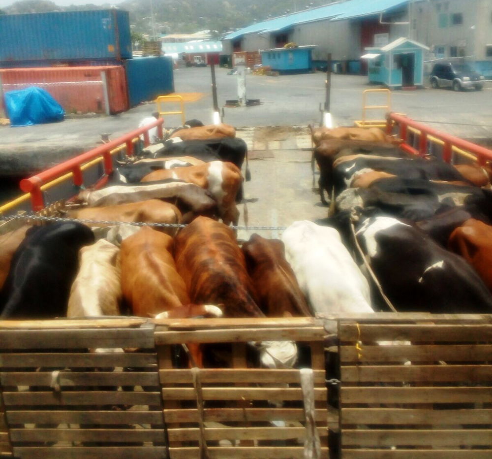 Cattle ready to be exported.