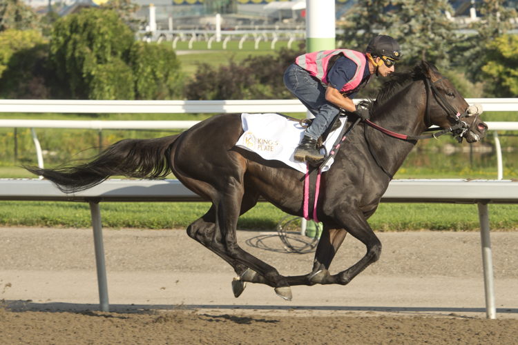Stanley House training before the 2023 King's Plate (Michael Burns Photo)