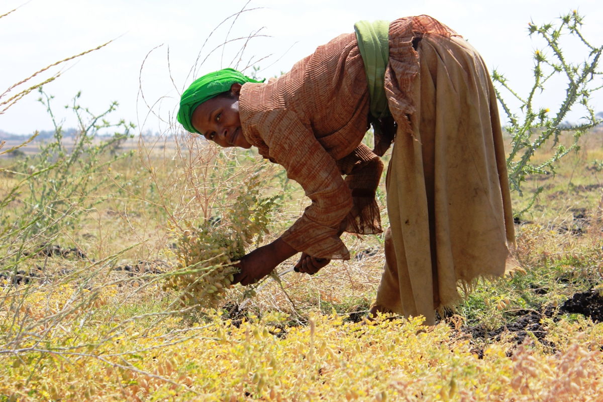 Farmer harvesting chickpea in Ethiopia: Photo: ICRISAT
