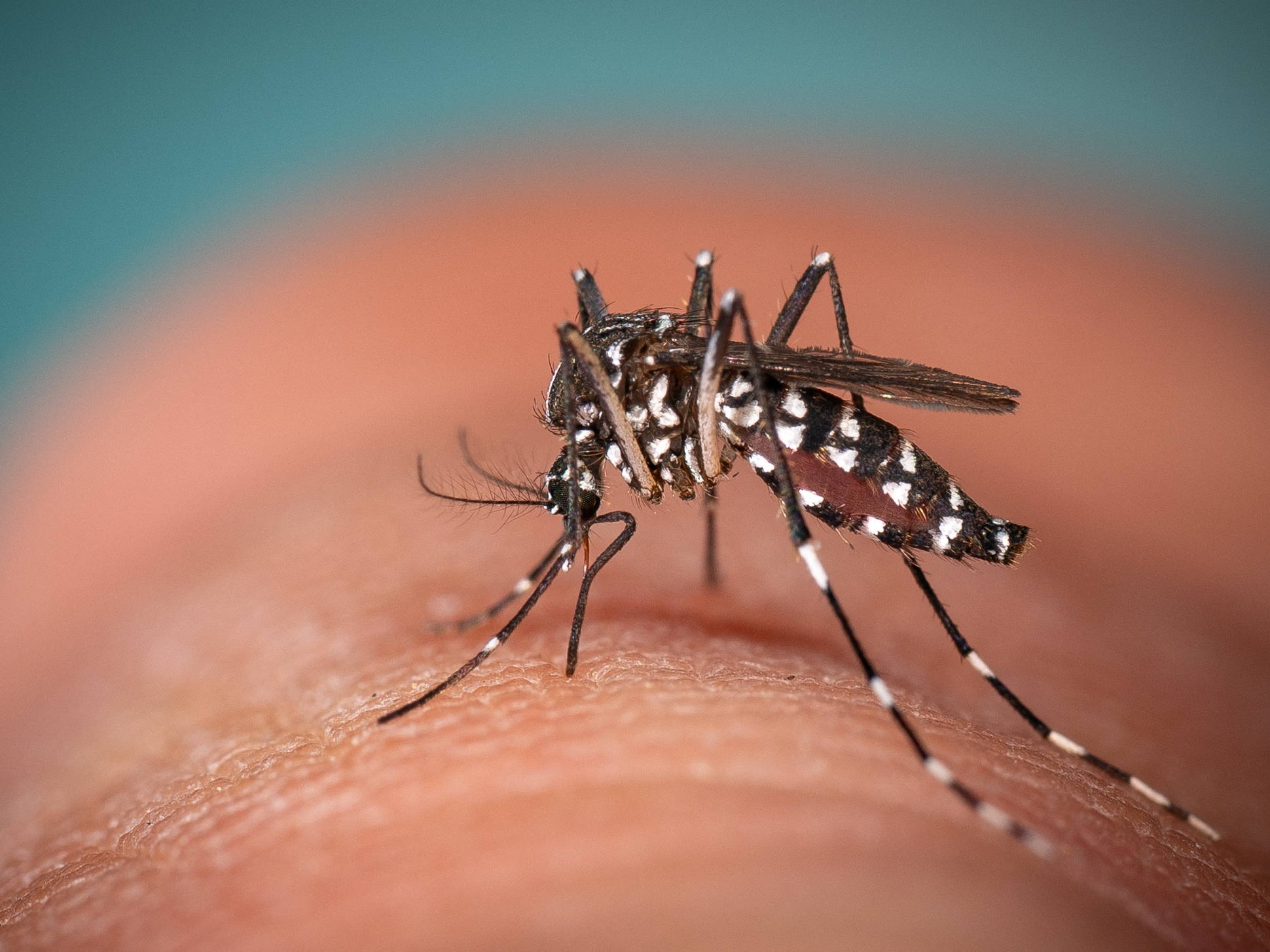 Tiger mosquitoes spotted in seven Belgian municipalities