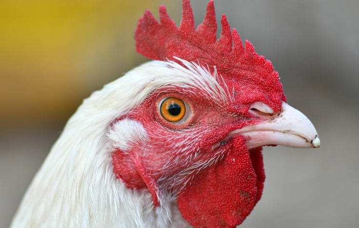 Lidl start volgend jaar met omschakeling naar kippenvlees met hogere welzijnscriteria