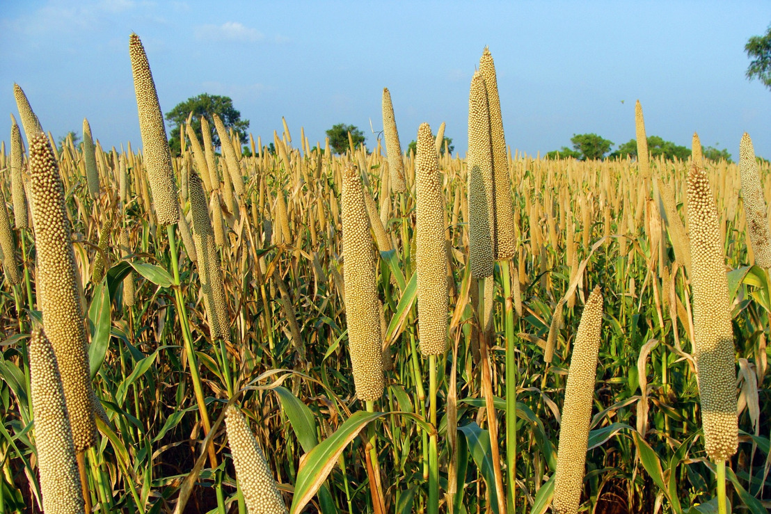 Millets - A Food Of The Future For The Sahel Region
