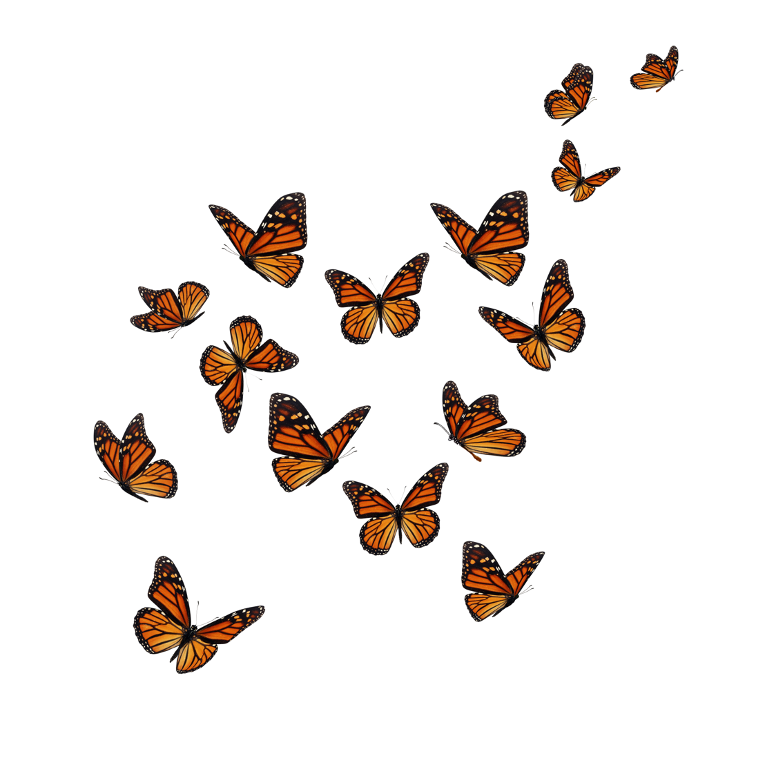 Monarch butterflies take flight at Coors Field