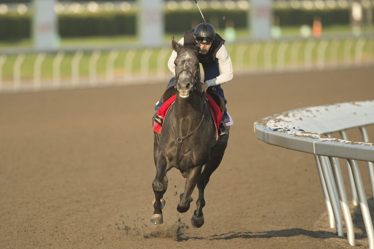 My Boy Prince training at Woodbine (Michael Burns Photo)