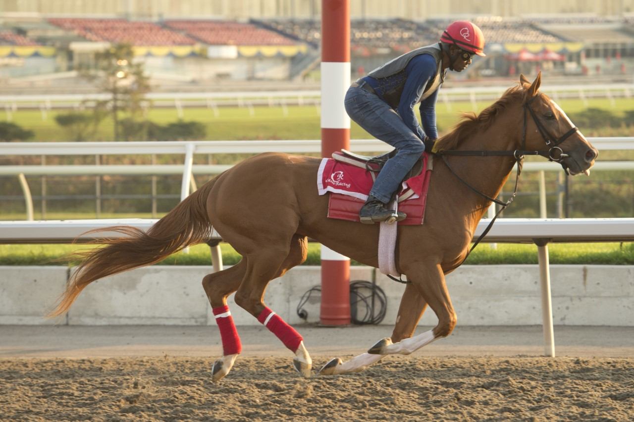Get Smokin preparing for Saturday's Woodbine Mile (Michael Burns Photo)