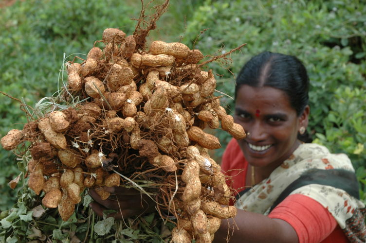 Women farmer showcasing her groundnut harvest.