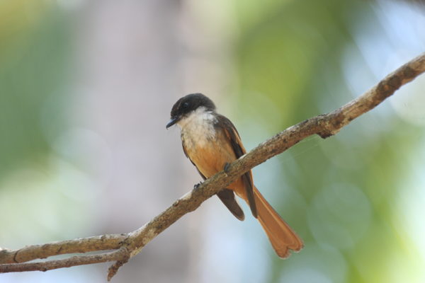 New bird species identified on Indonesian island thanks to Belgian recordings