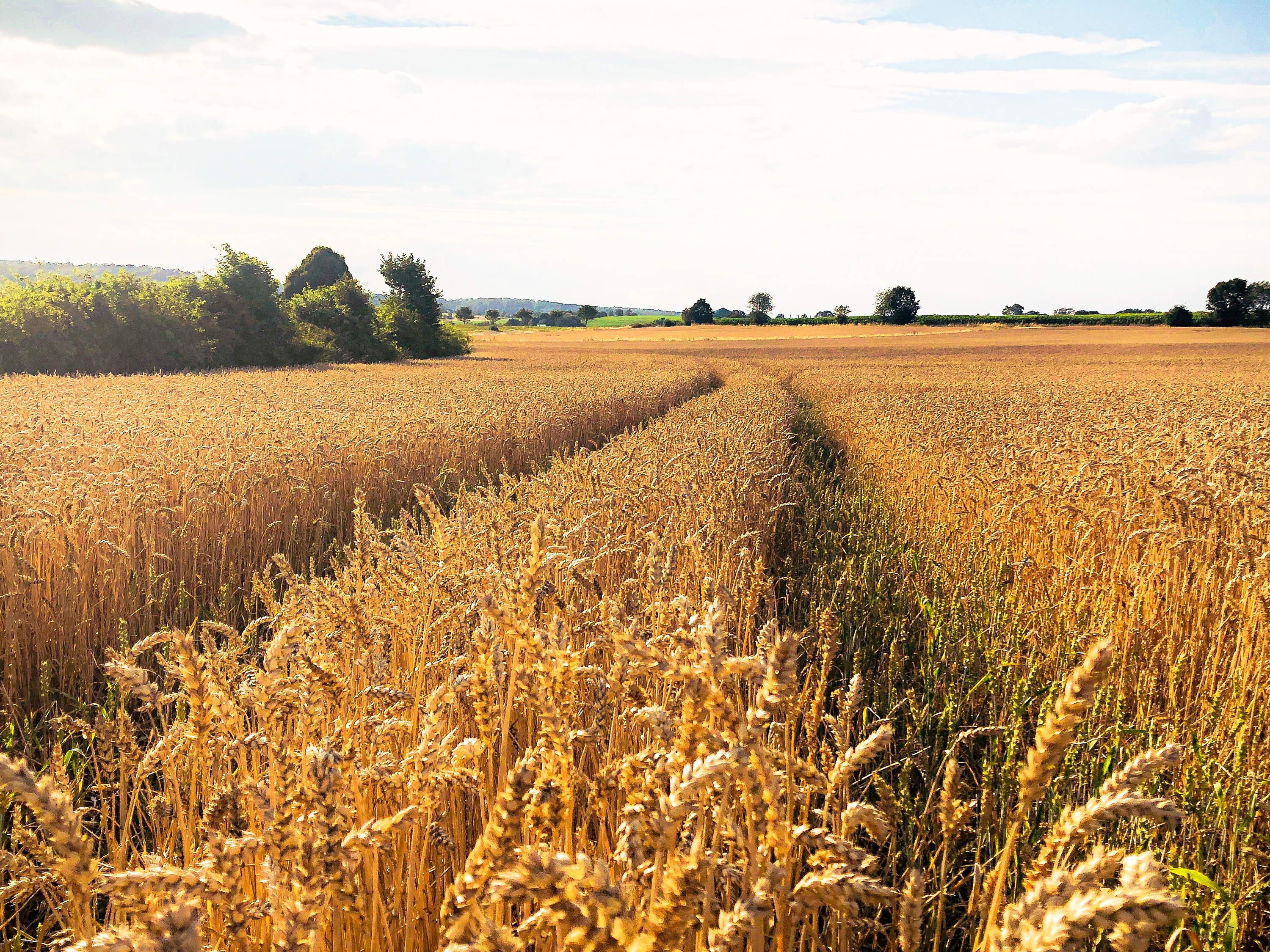 Trouble in the breadbasket