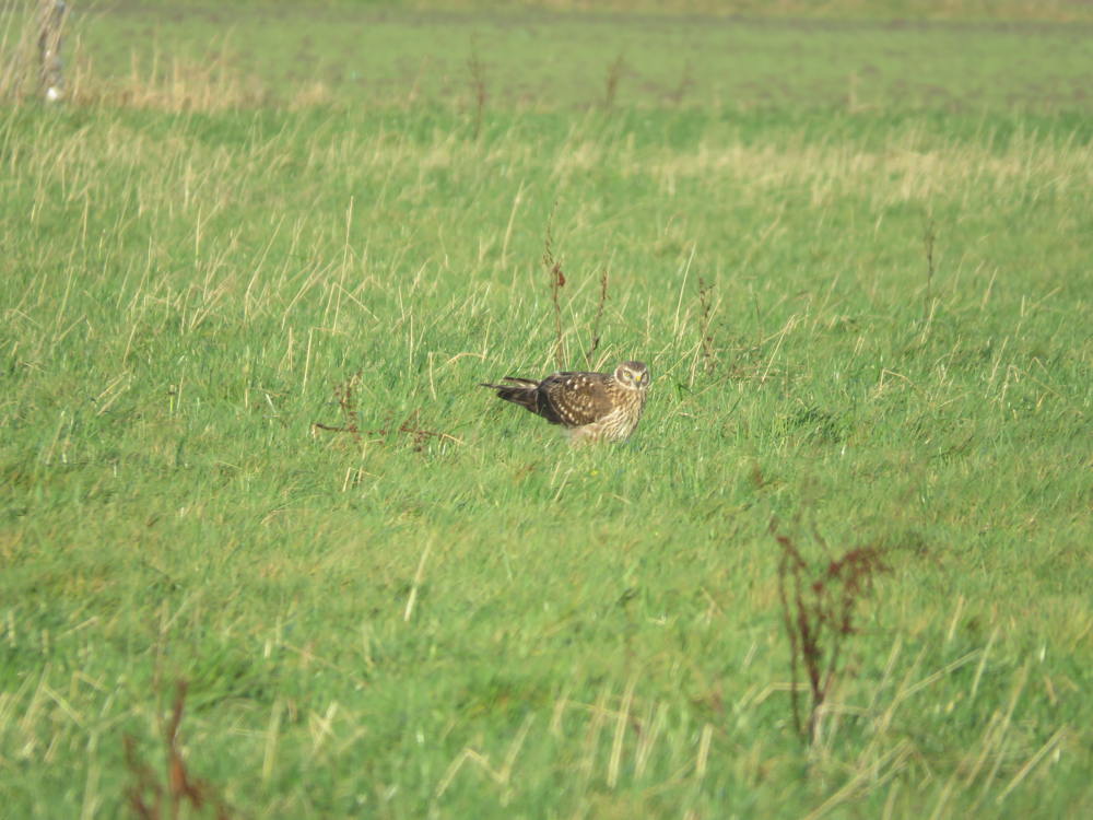 Juveniele kiekendief - ©VLM,Ward De Groote