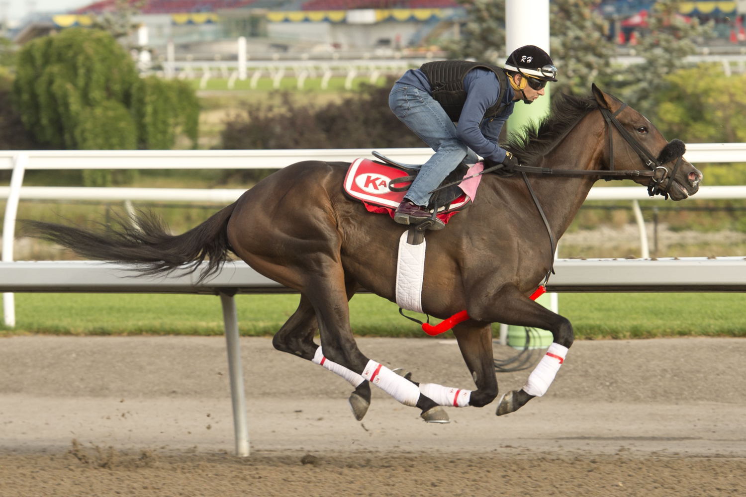 163rd Queen’s Plate Contender Moira Breezes through her final prep under jockey Rafael Hernandez. Moira is trained by Kevin Attard, And Owned by X Men Racing, Madaket Racing Stable LLC And SF Racing LLC. Woodbine/ Michael Burns Photo
