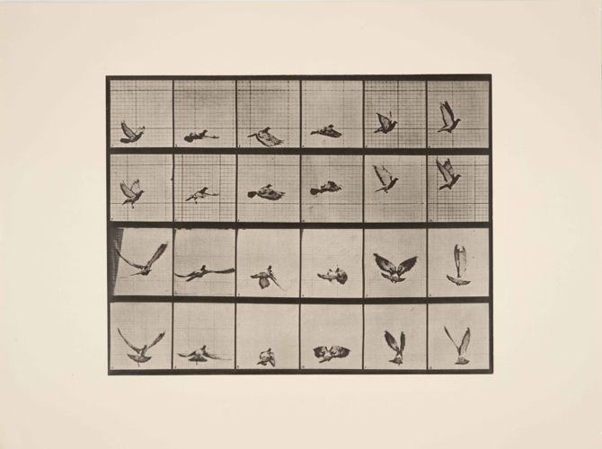 Eadweard Muybridge, "Uccello in volo" (A.L. 757), 1880, Collectie Fotomuseum Antwerpen, P/1981/394/4