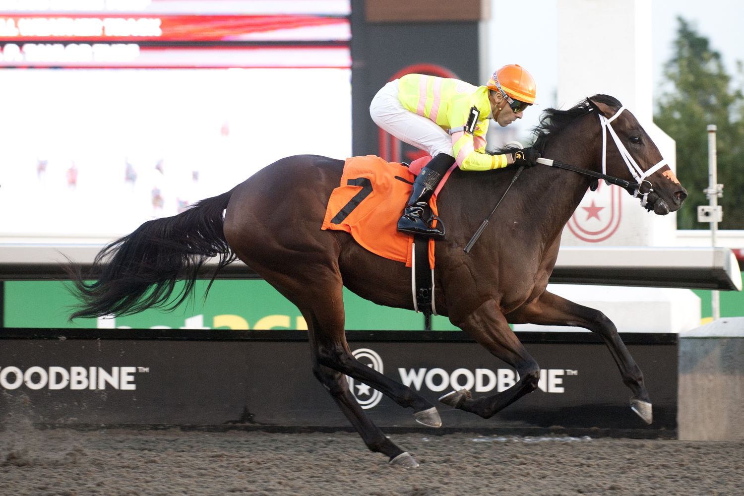 Mansetti and jockey Leo Salles winning Race 5 on September 26, 2024 at Woodbine (Michael Burns Photo)