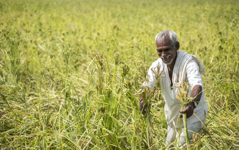 Indian farmer in finger millet field.