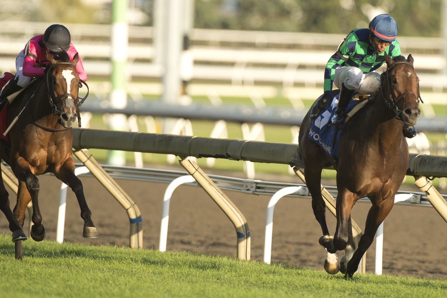 Scorching (#3) and jockey Patrick Husbands winning the Cup & Saucer Stakes on October 6, 2024 at Woodbine (Michael Burns Photo)