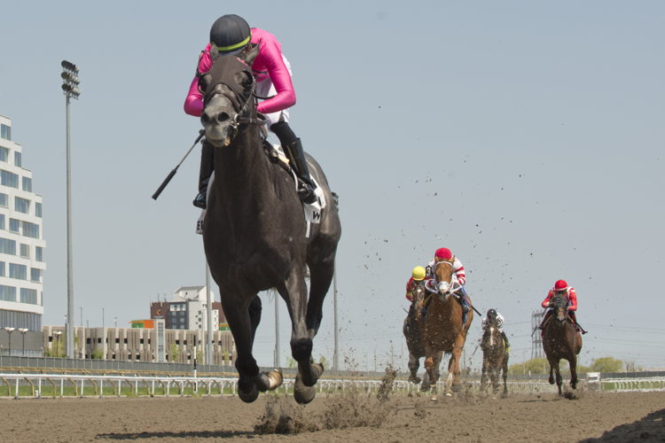 My Boy Prince and jockey Sahin Civaci winning the King Corrie Stakes on May 19, 2024 at Woodbine (Michael Burns Photo)