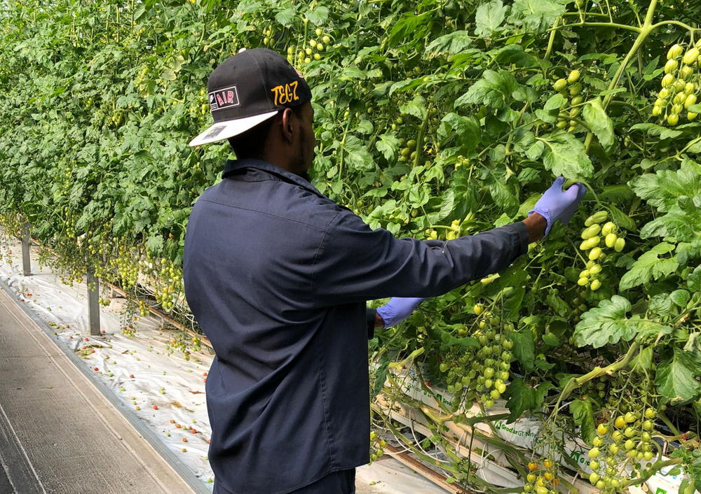 Farm workers from the OECS at work in Canada.