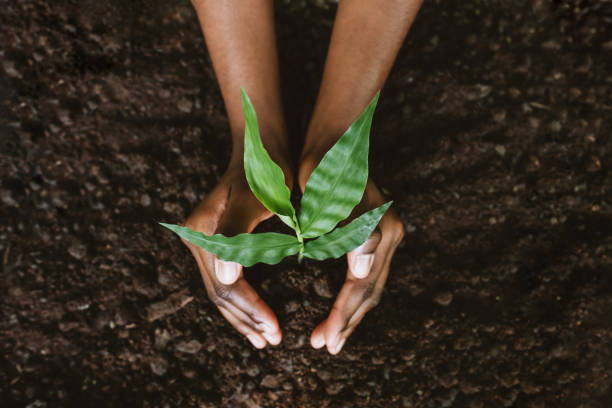 Seeds of Opportunity