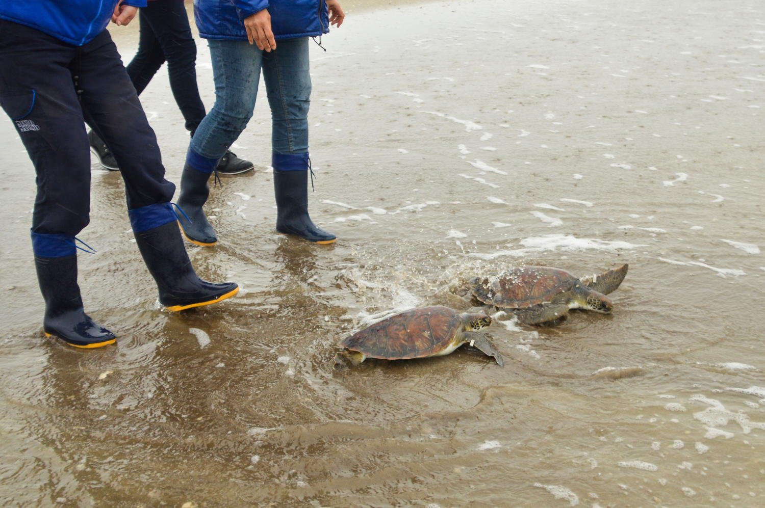 Tortugas dirigiéndose al mar junto con los expertos de la FMM. Fotógrafo: Cristian Herrera.