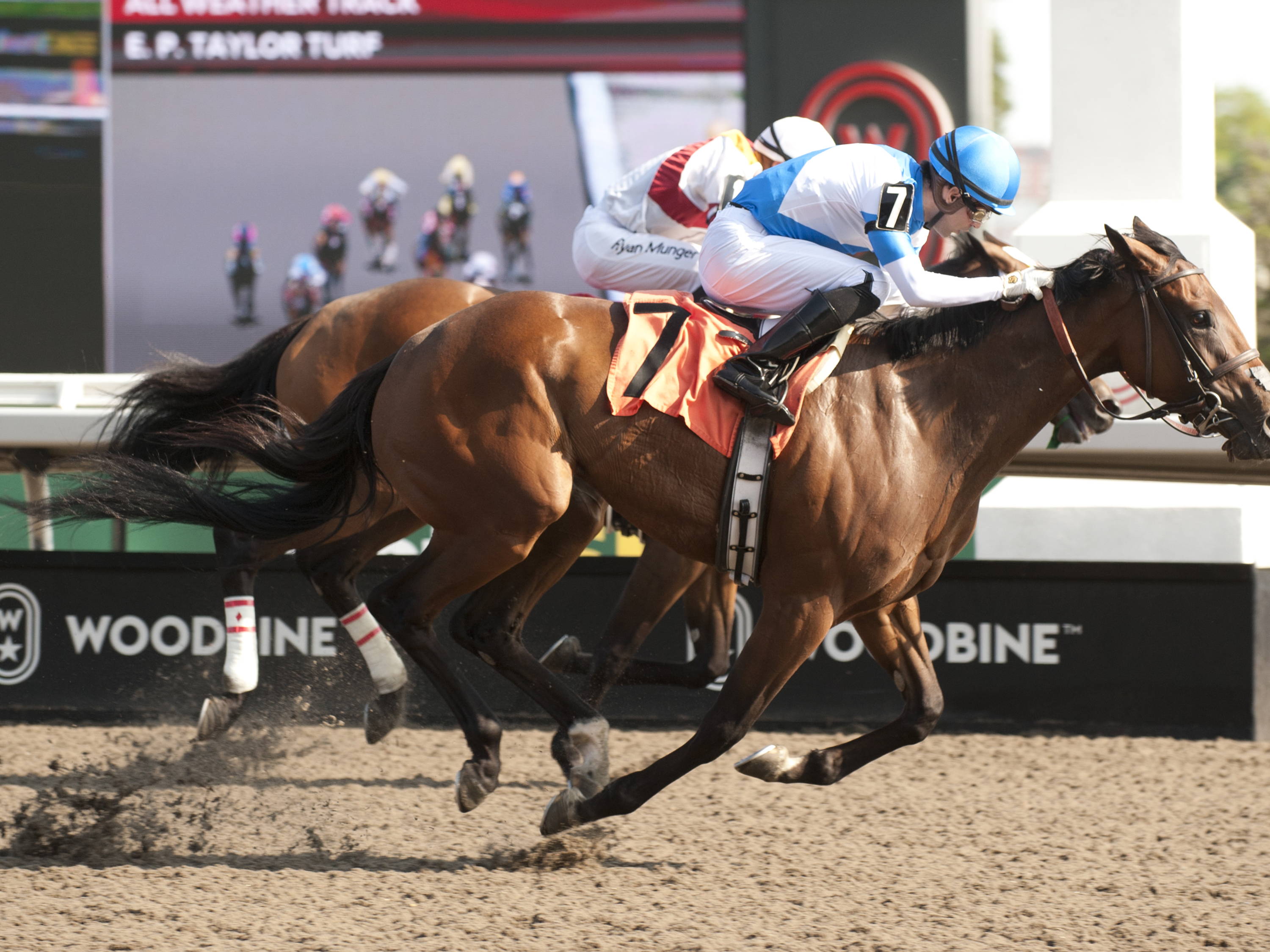 Casse charges ready for Grade 3 Selene scene / Essex Serpent seeks to shed the competition in Grade 3 Dominion Day
