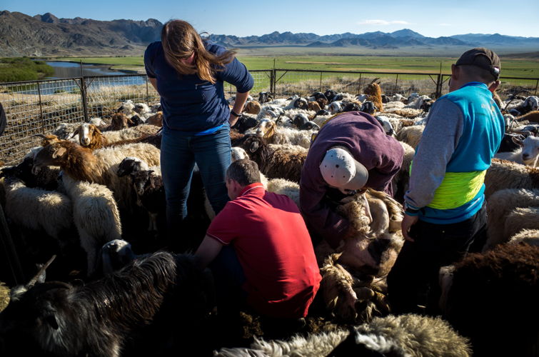 Beroepen zonder grenzen: Veeboeren in Mongolië