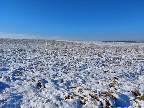 Faunavoedselgewas in de winter ©Vlaamse Landmaatschappij, Sven Jardin