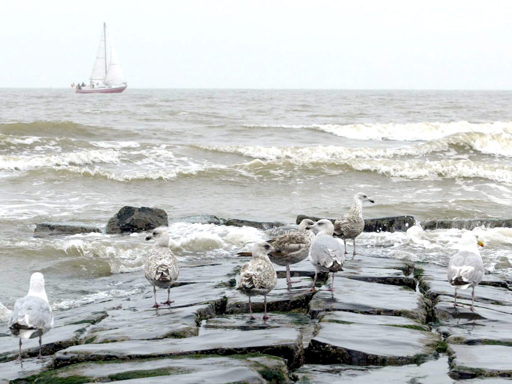 North Sea ecosystem under pressure from pollution and climate change